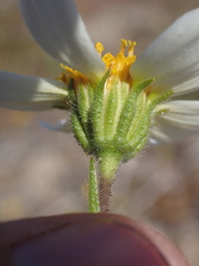 Layia pentachaeta albida
