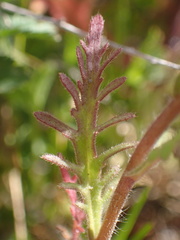 Layia pentachaeta albida