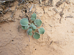 Eriogonum cernuum