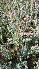 Extriplex californica