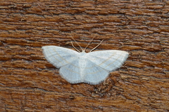Scopula quadrilineata