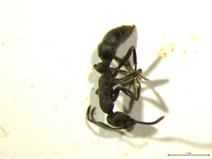 Leptogenys falcigera