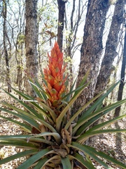 Tillandsia ponderosa