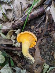 Cantharellus flavus
