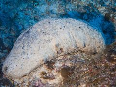 Holothuria fuscogilva
