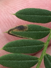 Phytoliriomyza jacarandae