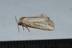 Amphipyrinae