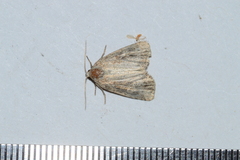 Amphipyrinae
