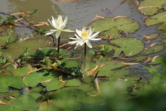 Nymphaea