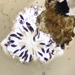Podospora collapsa