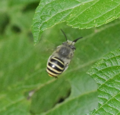 Anthophora marginata