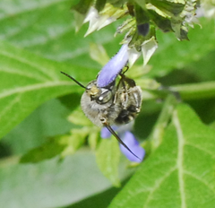 Anthophora marginata