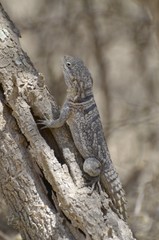 Oplurus cyclurus