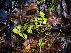 Chrysosplenium americanum