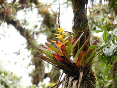 Guzmania gloriosa
