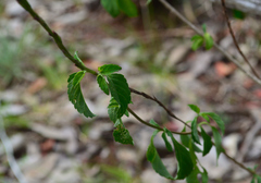 Stachytarpheta miniacea