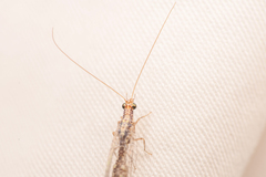 Eremochrysa punctinervis