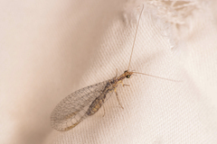 Eremochrysa punctinervis