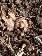 Harpogonopus confluentus