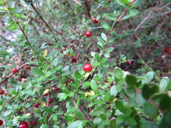 Coprosma quadrifida