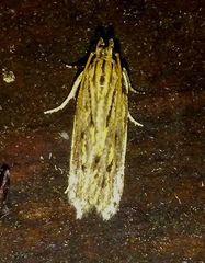 Spinitibia hodgesi