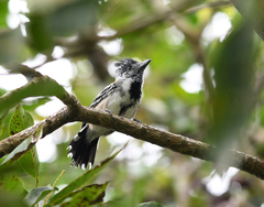 Sakesphorus canadensis