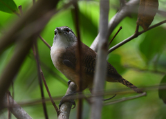 Cantorchilus leucotis