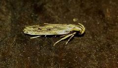 Spinitibia hodgesi