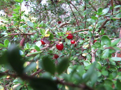 Coprosma quadrifida