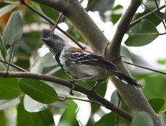Sakesphorus canadensis