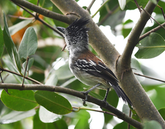 Sakesphorus canadensis
