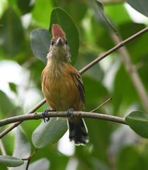 Sakesphorus canadensis