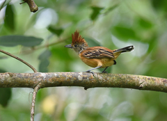 Sakesphorus canadensis