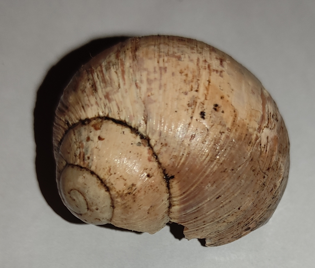 Godeti's Snail