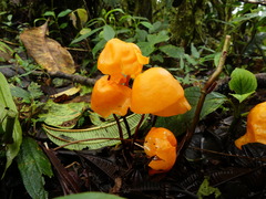 Hymenogloea papyracea