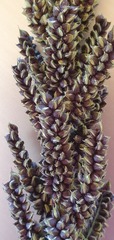 Echinochloa esculenta