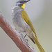 Yellow-throated Honeyeater - Photo (c) JJ Harrison, some rights reserved (CC BY-SA)