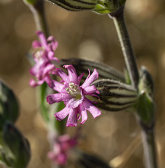 Silene scouleri scouleri