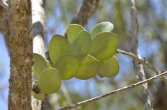 Senecio crassissimus