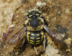 Anthidium maculifrons