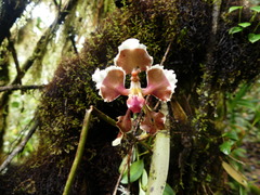 Cyrtochilum geniculatum