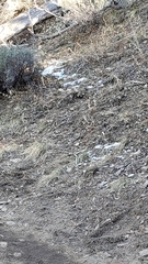 Junco phaeonotus