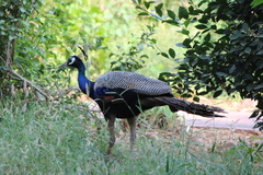 Pavo cristatus