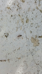Formica