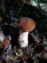 Boletus nobilissimus