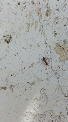 Formica