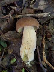 Boletus nobilissimus