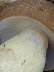 Boletus nobilissimus