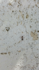 Formica