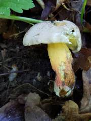 Caloboletus inedulis